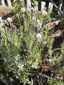 Lavendel, lilablühender