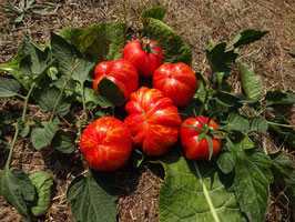 Fülltomate "Paprikaförmige"