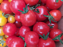 Cocktailtomate "Mexikanische Honigtomate"