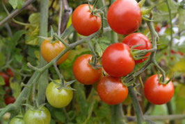 Cocktailtomate "Rote Murmel"