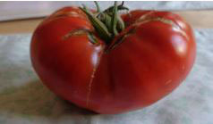 Fleischtomate "Astrachanskije"