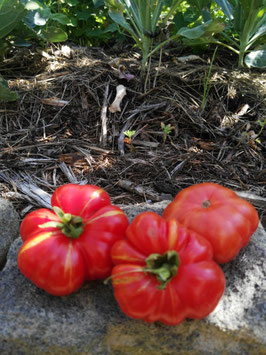 Fleischtomate " Calabacito Rojo"