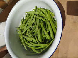 Busch-Bohne "Frauenbohne"