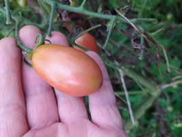 Eiertomate "Pink Thai"