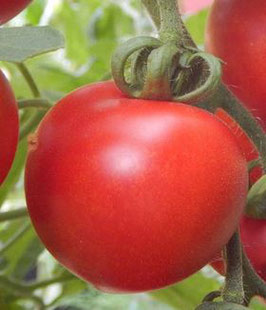 Tomate "Haubners Vollendung"