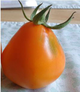 Fleischtomate "Japanische Trüffel"