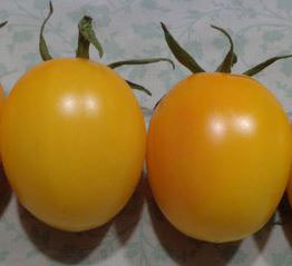 Tomate "Russe gelb"