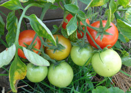 Buschtomate "Arctic Plenty"