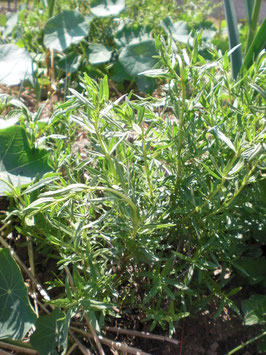 Bohnenkraut, Einjähriges