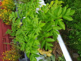 Engelwurz (Angelika)