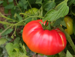 Fleischtomate "Heinz 1350"