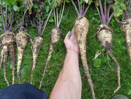 Pastinake "Halblange Weisse". ALT