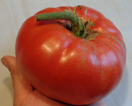 Fleischtomate "Coustralèe"