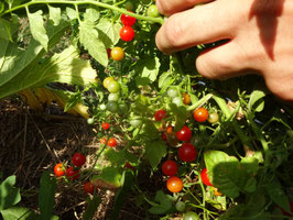 Johannisbeertomate rot "Sweat pea"