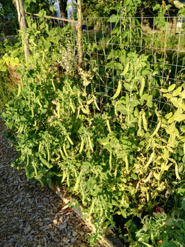 Zucker-Erbse "Rheinischer Zucker"