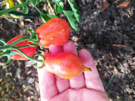 Cocktailtomätchen "Venusbrüstchen§