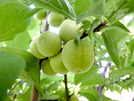 青梅 （品種指定なしシロップ/梅酒）