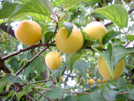 十郎梅　（梅干し用）