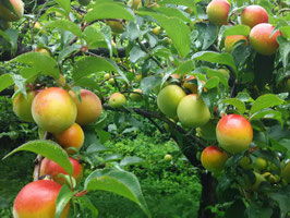 南高梅（梅干し用）