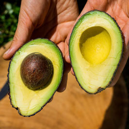 Avocat hass (direct producteur)