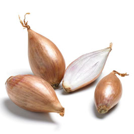 Echalote