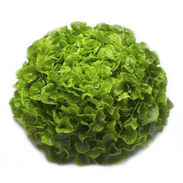 Salade feuille de chêne (pièce)