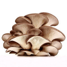 Champignon pleurotes (500g)