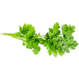 Aromatique (botte) : Coriandre