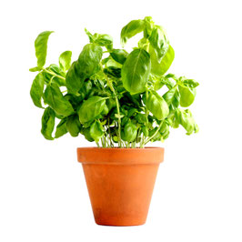 Aromate (pot) : basilic