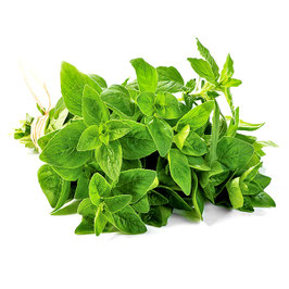 Aromatique (botte) : Origan
