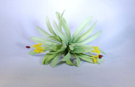 12 cm Spider-Lily-Haarclip grün