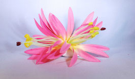 12 cm Spider-Lily-Haarclip rosa