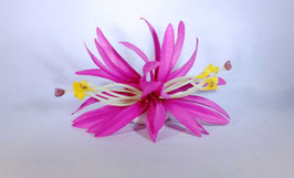 12 cm Spider-Lily-Haarclip violett