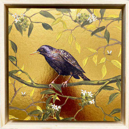 Spreeuw (groot)