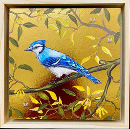 Blue Jay (groot)