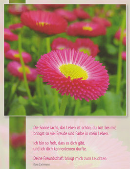 Große Postkarte: Pinke Gänseblümchen - Das Leben ist schön