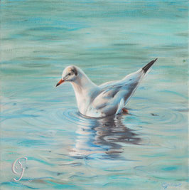 Gulls eye