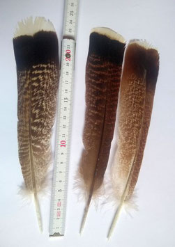 Räucherfeder mittel, Schwanzfeder vom Truthahn, 22 - 25 cm