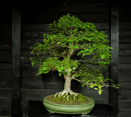 Koreanische Hainbuche - art.#L72
