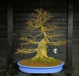 Dreispitzahorn - art.#L27