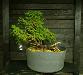 Rotfichte - art.#Y97