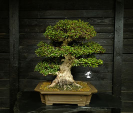 Satsuki Azalee - art.#L14