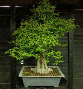 Hainbuche - art.#Y16