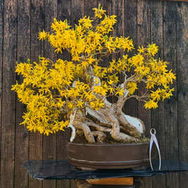 forsythia - art.#L3