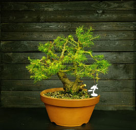 Europäische Lärche - art.#P17