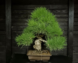 Japanische Schwarzkiefer - art.#N22