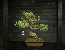 Mädchenkiefer - art.#N61