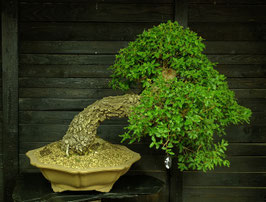 Portugiesische Eiche - art.#L25