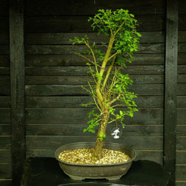 Weissdorn - art.#YL13