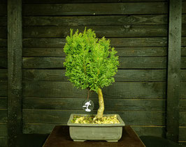 Juniperus sp.- art.#P12